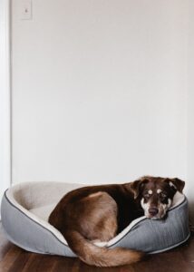 Brown dog sleeping on bedsure orthopaedic large dog sofa bed for joint support”
