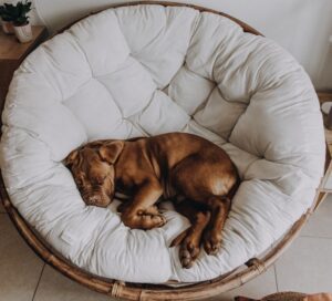 The Best Cheap Dog Beds (2025 Review): 8 Affordable, Comfy Options That Won'T Break The Bank Donut shaped dog bed to bare resembalance to the feandrea fluffy dog bed, cat bed, doughnut cushion, washable, removable padding in the centre, long plush, 90 cm diameter, dark grey pgw041g02