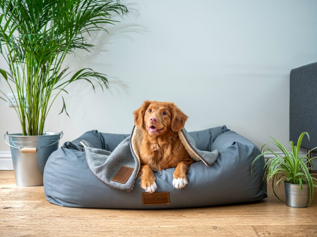 Ksiia washable calming mattress - the best cheap dog bed