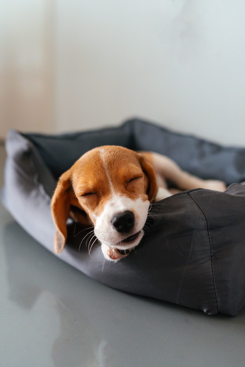 Sleeping beagle puppy warm and comfy in its bed. Joejoy dog bed medium - washable rectangle dog beds, anti-anxiety, soft plush non-slip bottom pet bed - small | medium | large size mattress mat, grey