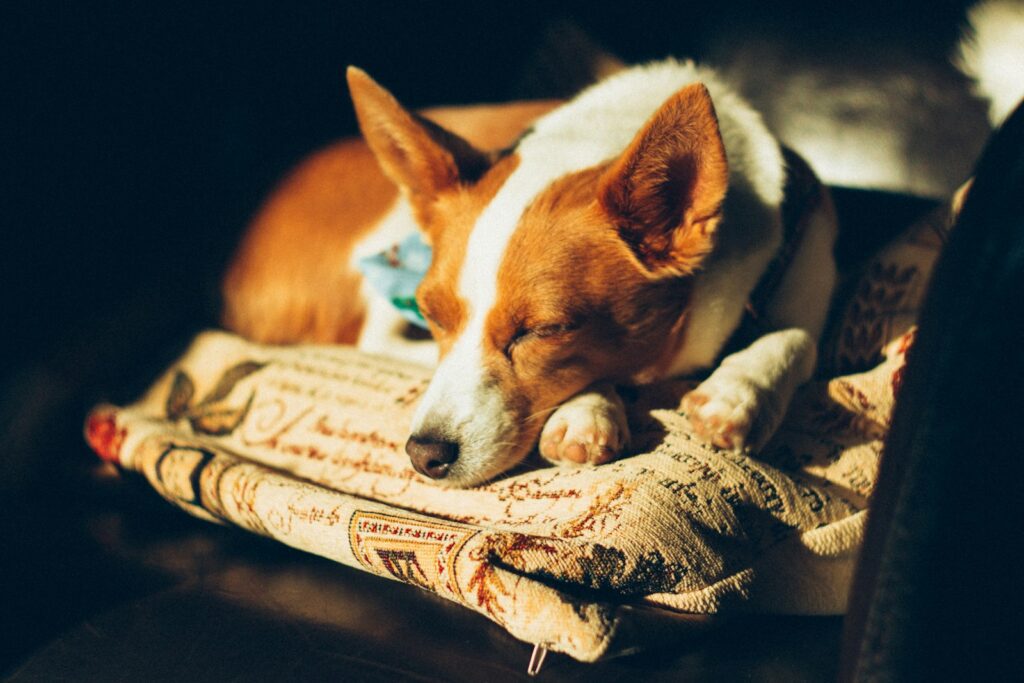 Sleeping dog short white coatbedsure medium dog crate bed - fluffy dog mattress with anxiety pillow, washable for puppy & large cats, anti slip bottom, dark grey, 74x53cm